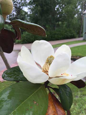 Beaumont Botanical Gardens 